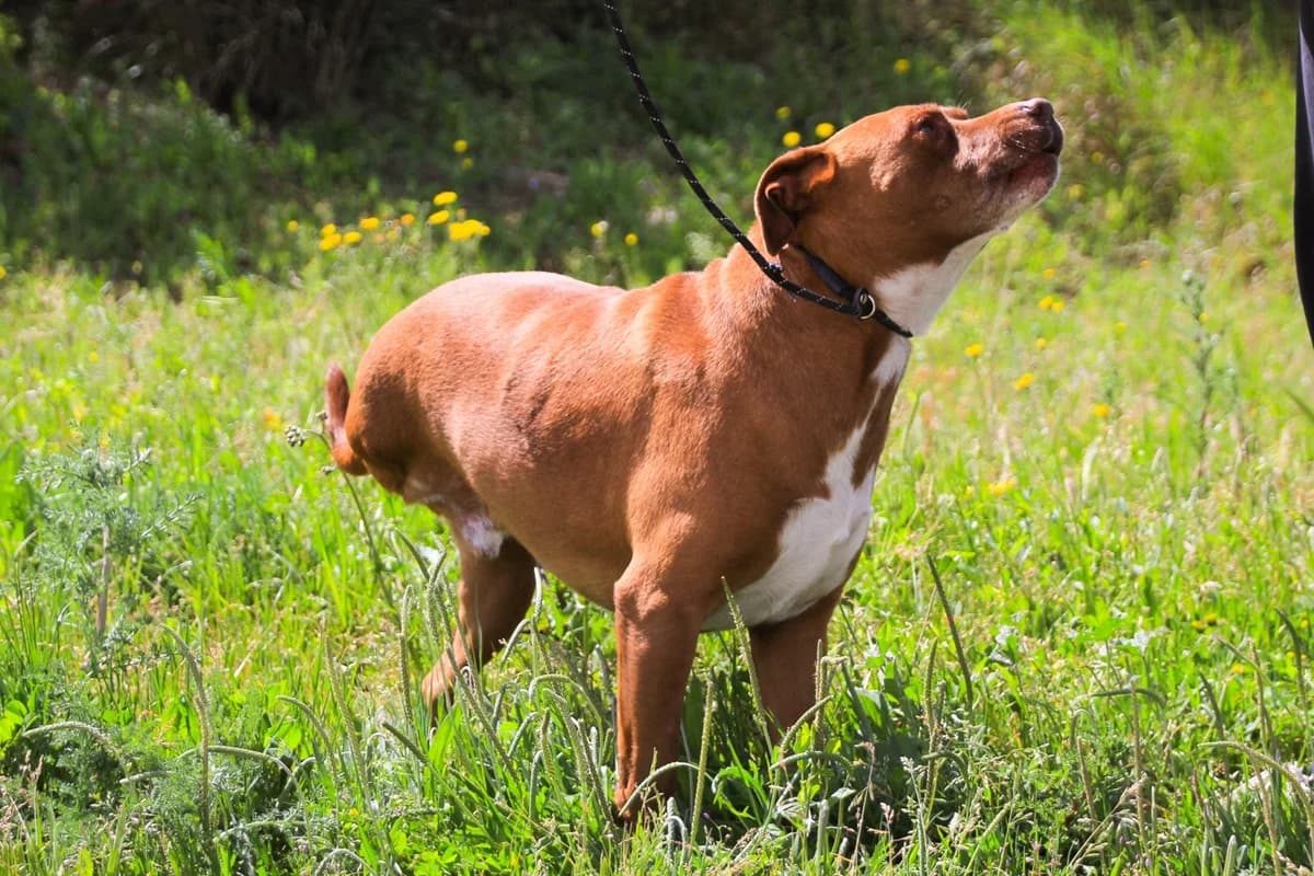WIGGE, Mixed Breed (O Cantinho da Milu)