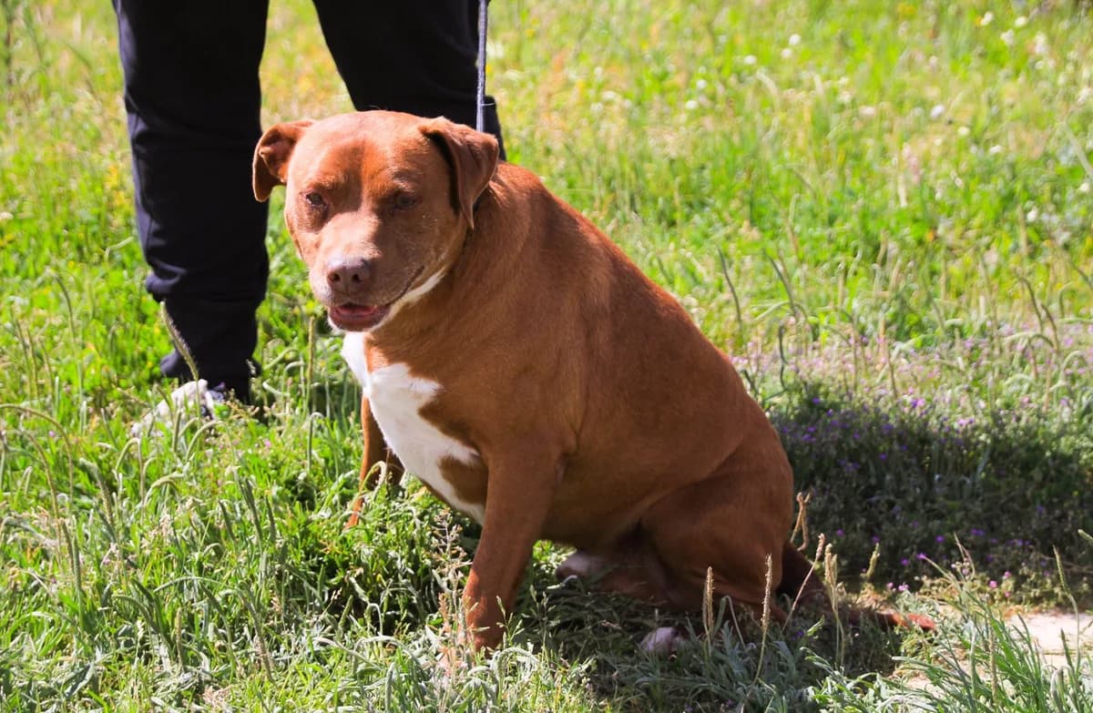 WIGGE, Castanho e Branco male senior Mixed Breed for adoption at O Cantinho da Milu, Lisbon