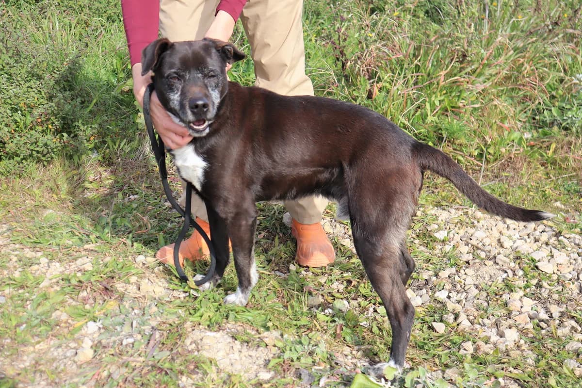 LULU, Mixed Breed (O Cantinho da Milu)
