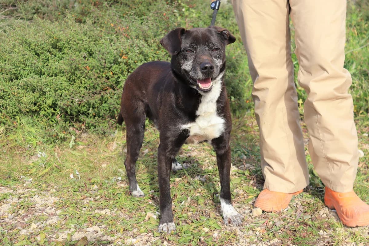 LULU, Preto male senior Mixed Breed for adoption at O Cantinho da Milu, Lisbon