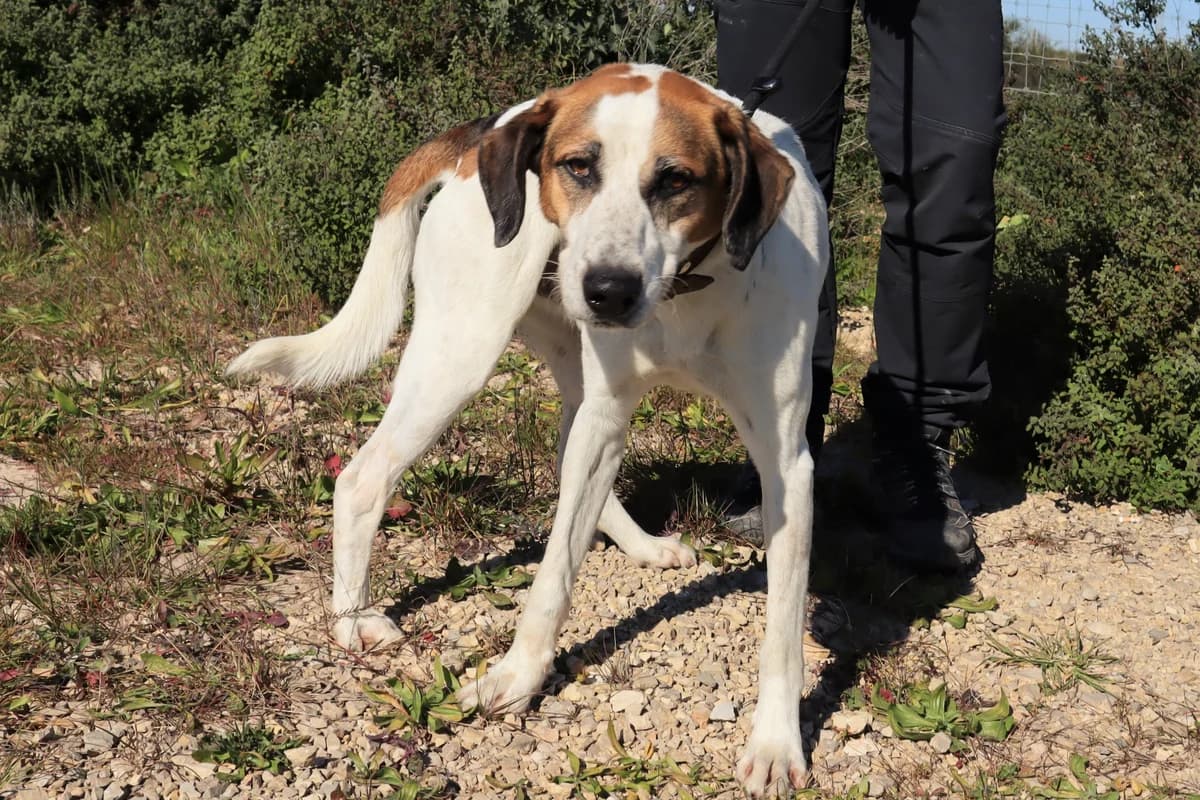 NALOO, Branco e Castanho female 6yo Mixed Breed for adoption at O Cantinho da Milu, Lisbon
