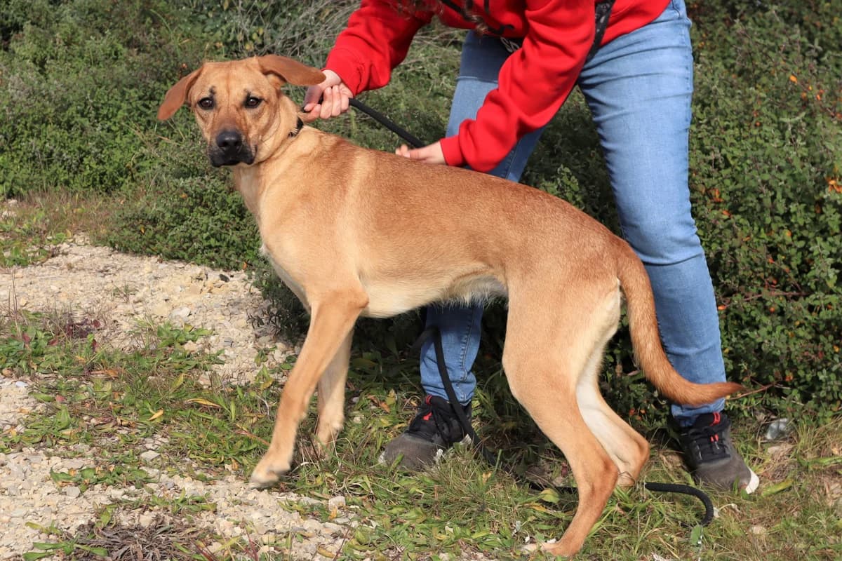 JENNY, Castanho female 4yo Mixed Breed for adoption at O Cantinho da Milu, Lisbon