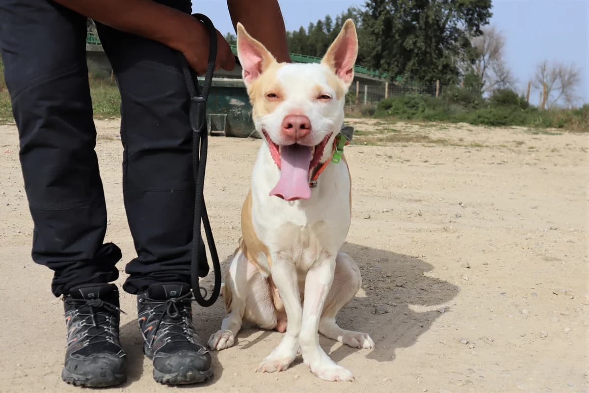 KIARA, Castanho e Branco female 5yo Staffordshire Bull Terrier for adoption at O Cantinho da Milu, Lisbon