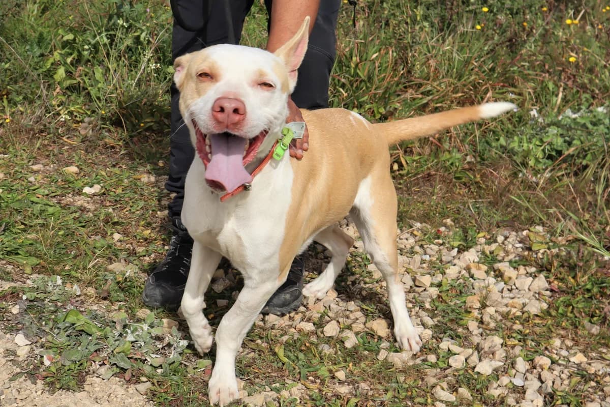 KIARA, Castanho e Branco female 5yo Staffordshire Bull Terrier for adoption at O Cantinho da Milu, Lisbon