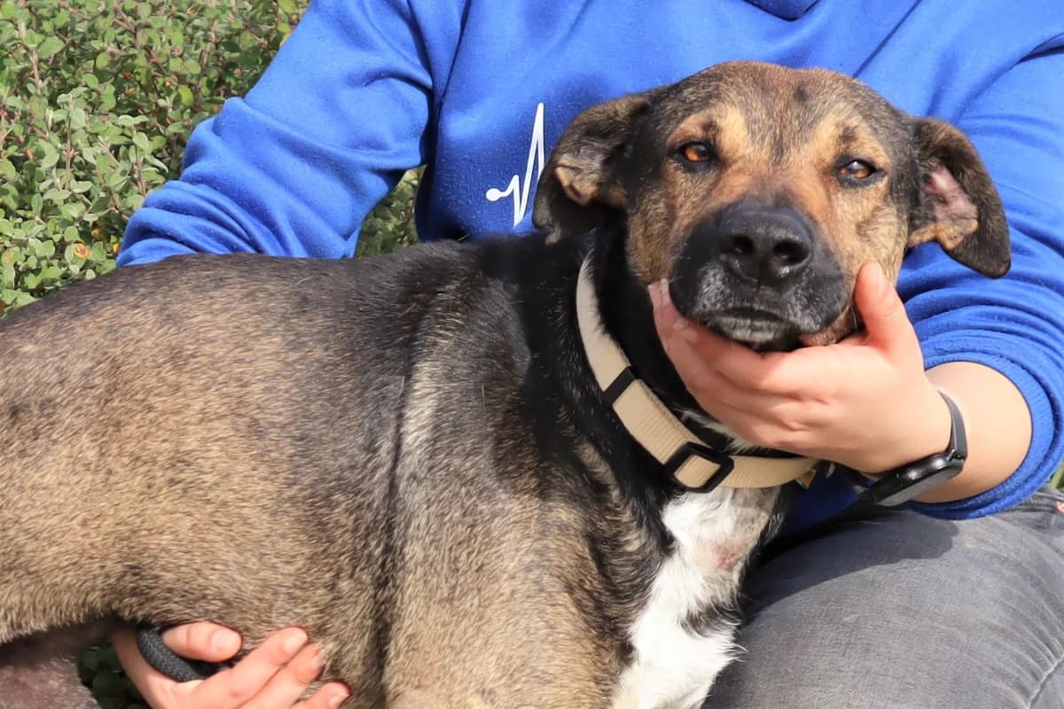 PATANISCA, Castanho male 6yo Mixed Breed for adoption at O Cantinho da Milu, Lisbon