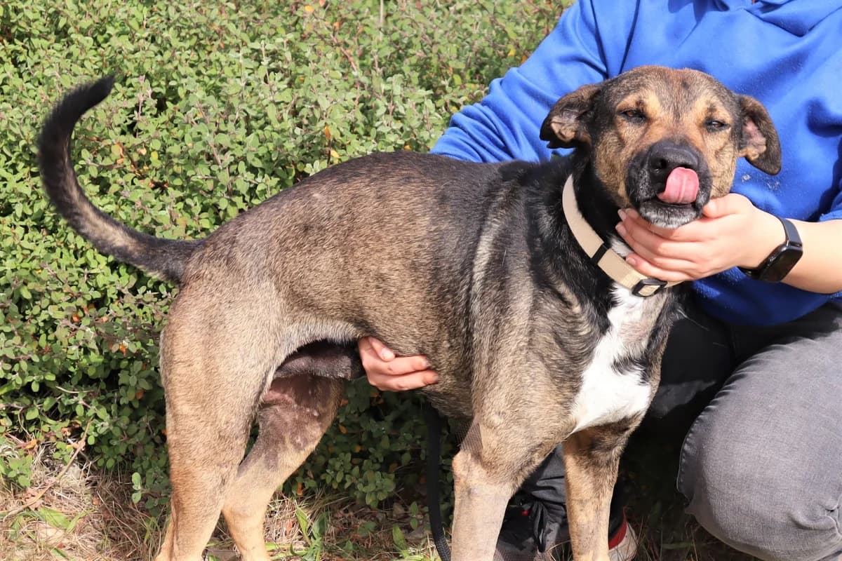 PATANISCA, Castanho male 6yo Mixed Breed for adoption at O Cantinho da Milu, Lisbon