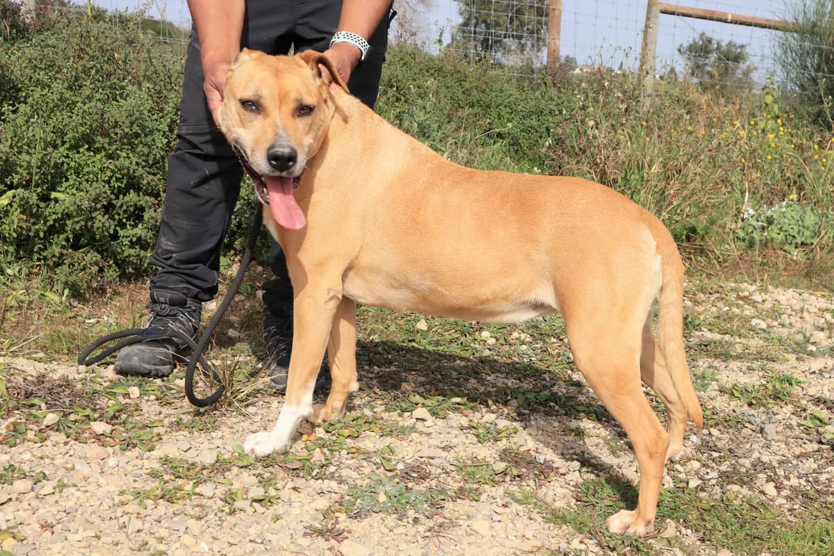 ELLA, Mixed Breed (O Cantinho da Milu)