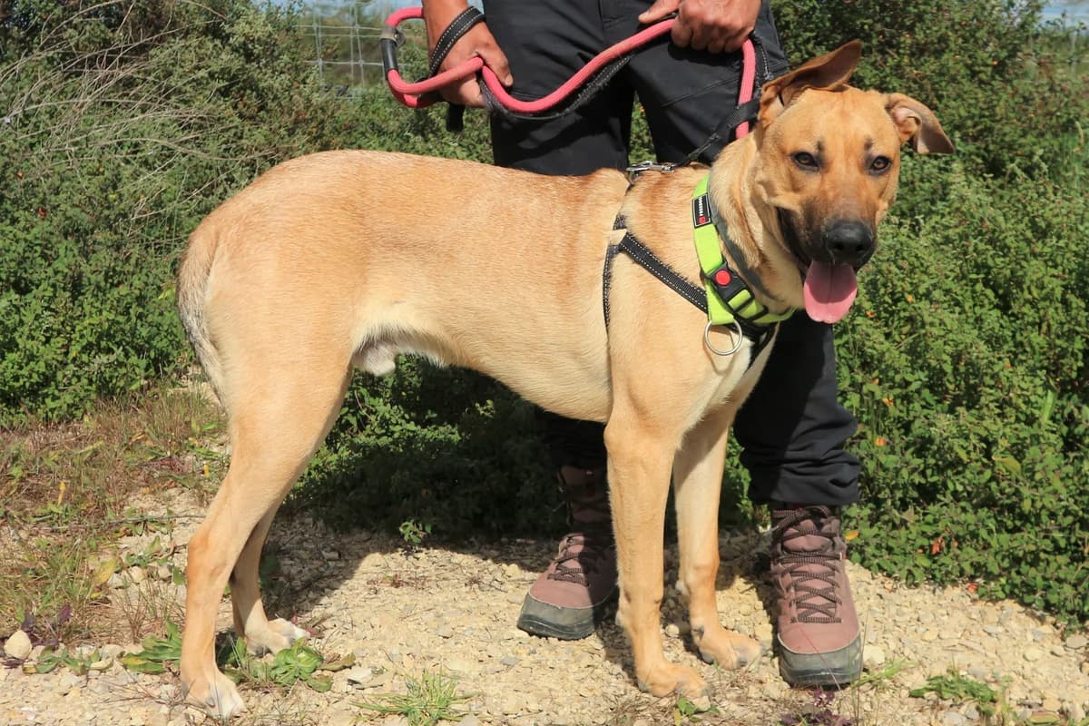 HECTOR LEÃO, Mixed Breed (O Cantinho da Milu)