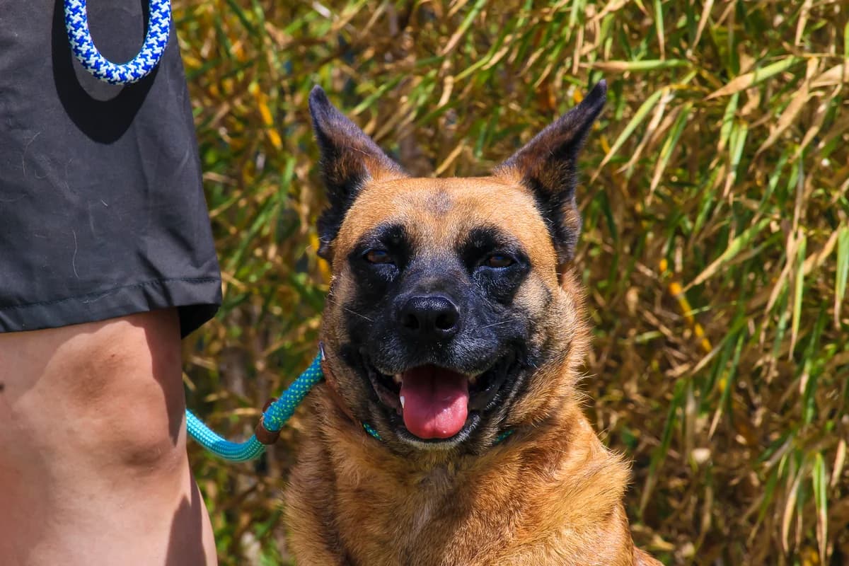 VIOLETA, Mixed Breed (O Cantinho da Milu)