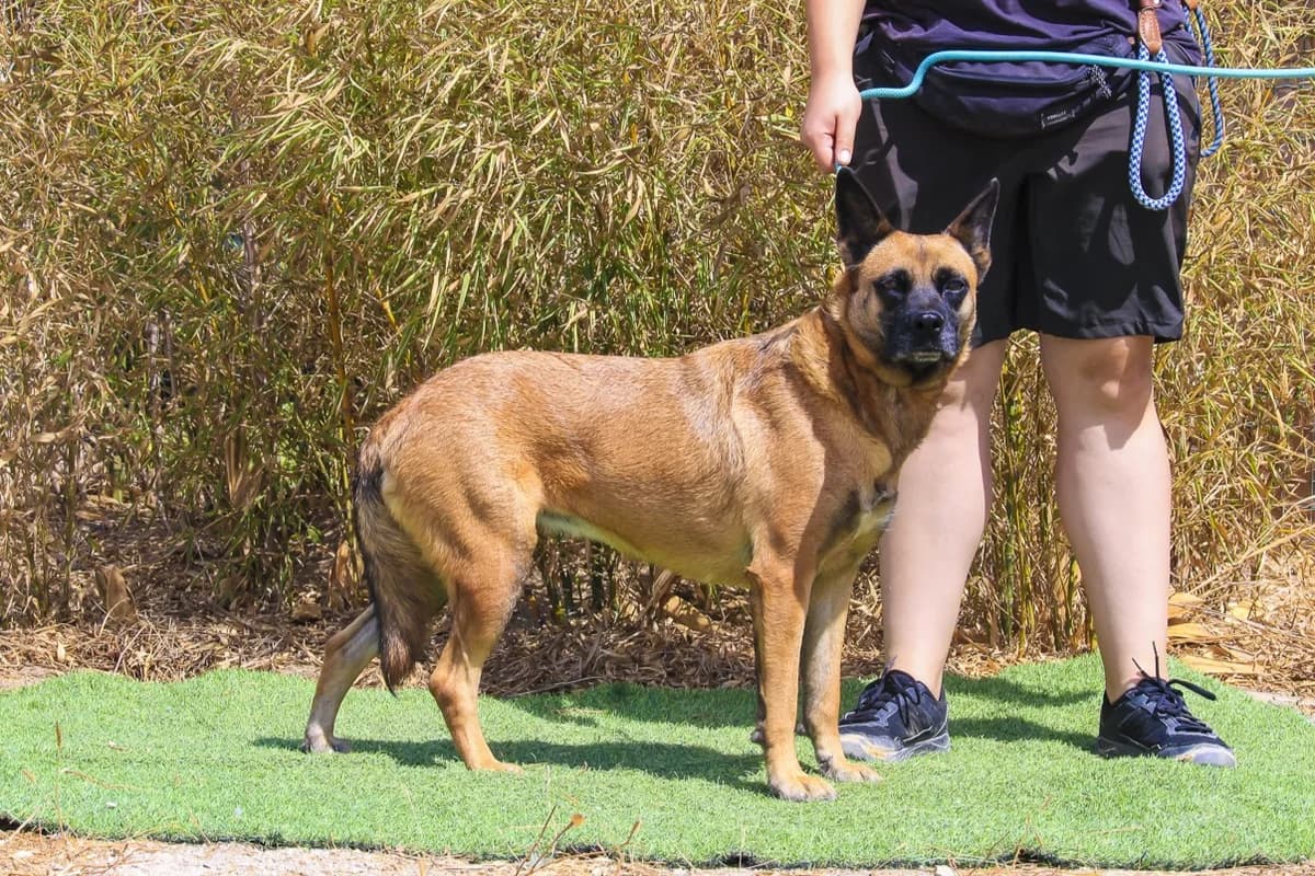 VIOLETA, Mel Dourado female 6yo Mixed Breed for adoption at O Cantinho da Milu, Lisbon