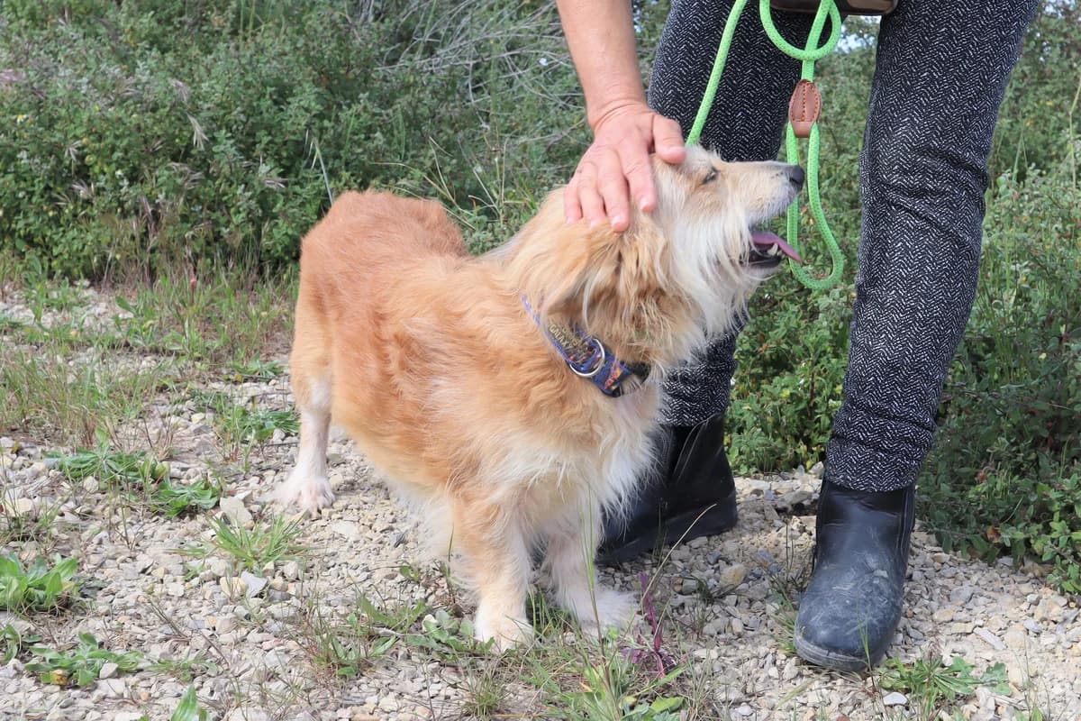 SNOOPY, Mel Dourado male 6yo mixed breed for adoption at O Cantinho da Milu, Lisbon