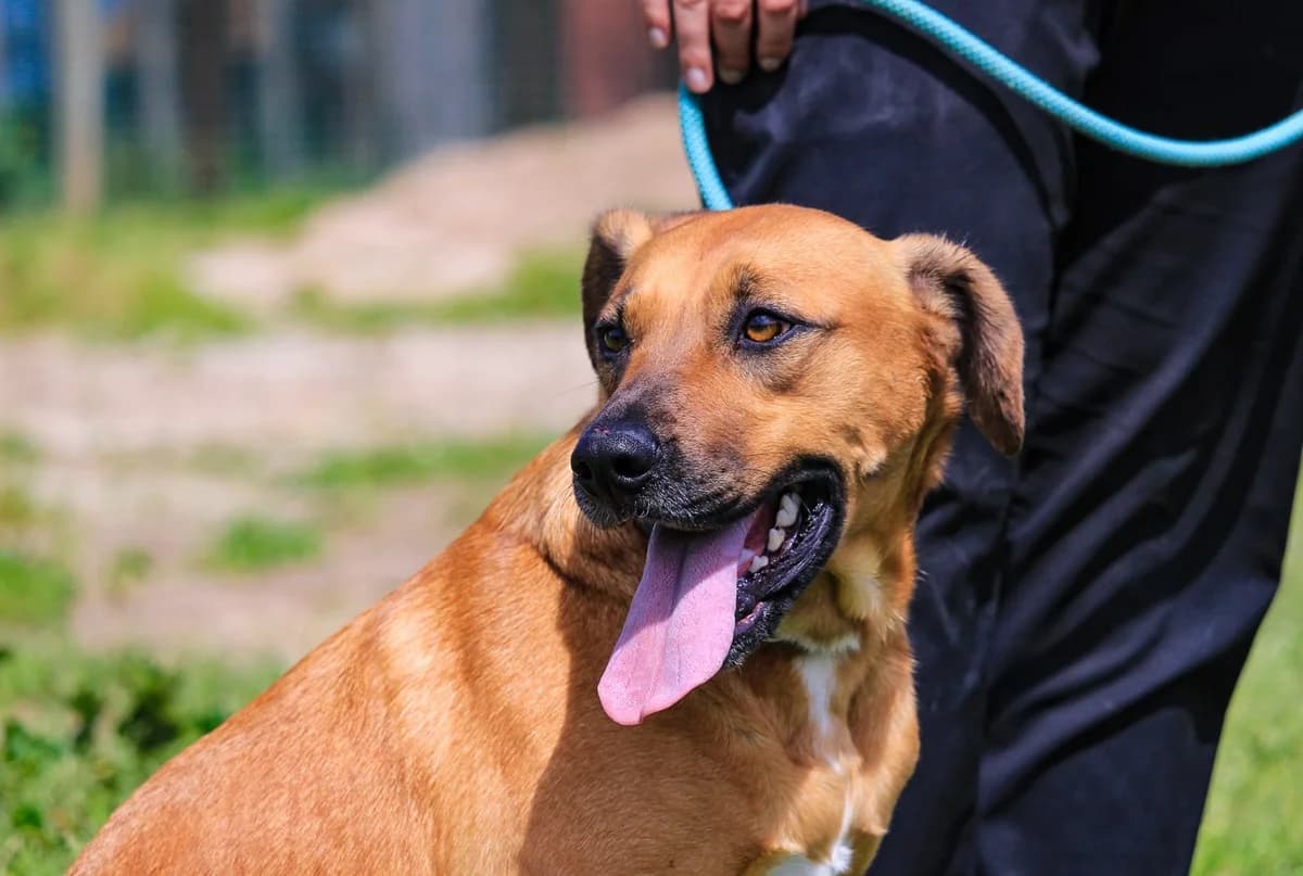 JAROS, Mixed Breed (O Cantinho da Milu)
