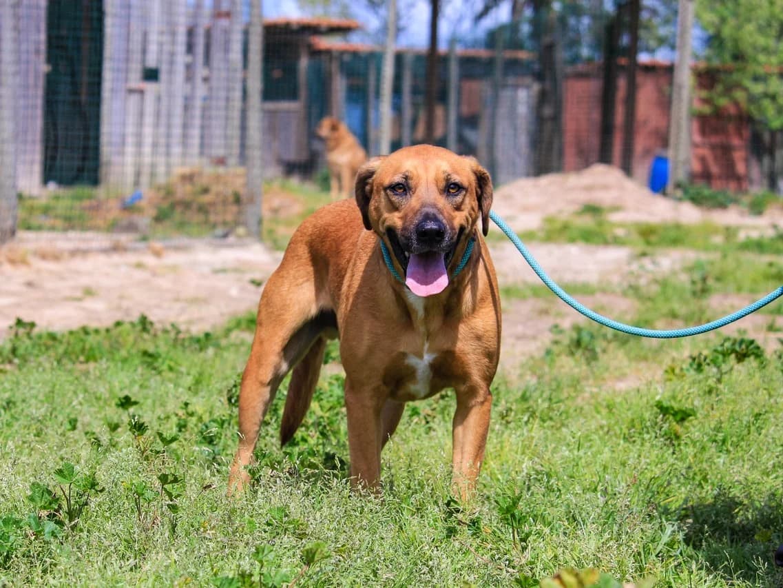 JAROS, Castanho male 3yo Mixed Breed for adoption at O Cantinho da Milu, Lisbon