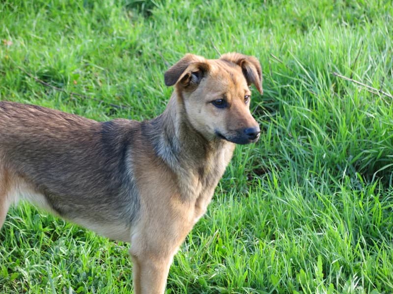 JULIETA, Castanho female senior Mixed Breed for adoption at O Cantinho da Milu, Lisbon
