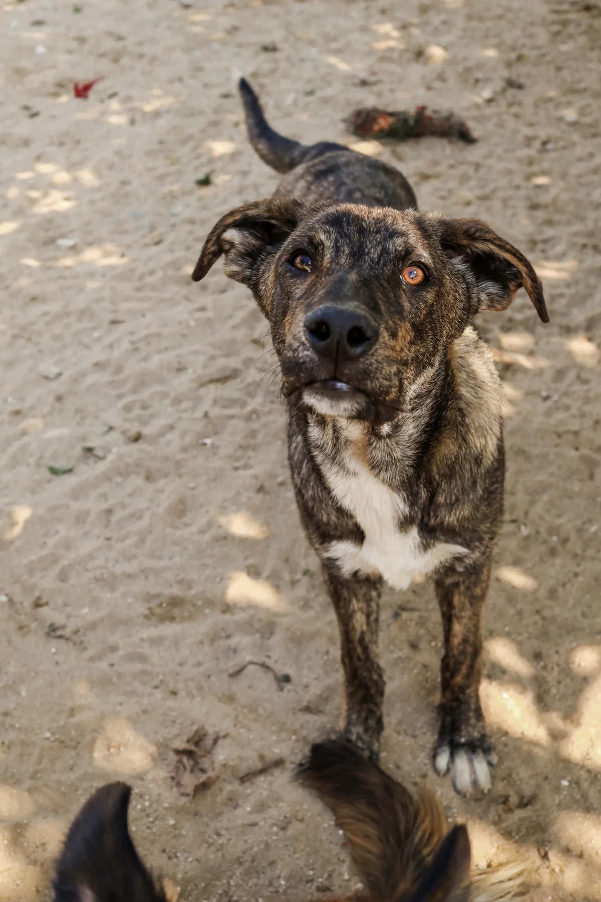 BOMMEL, Castanho e Branco male 3yo mixed breed for adoption at O Cantinho da Milu, Lisbon
