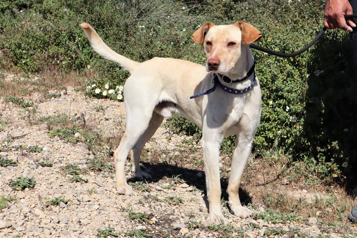 GINO, Mixed Breed (O Cantinho da Milu)