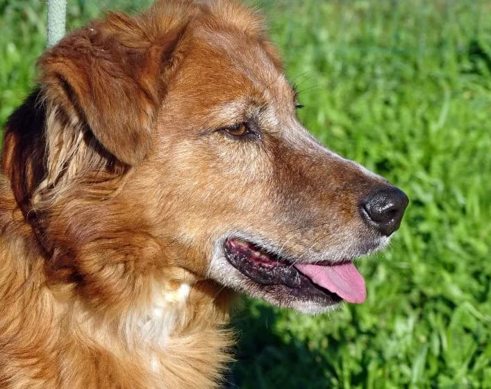 Joe, male Mixed Breed for adoption at Bianca APS