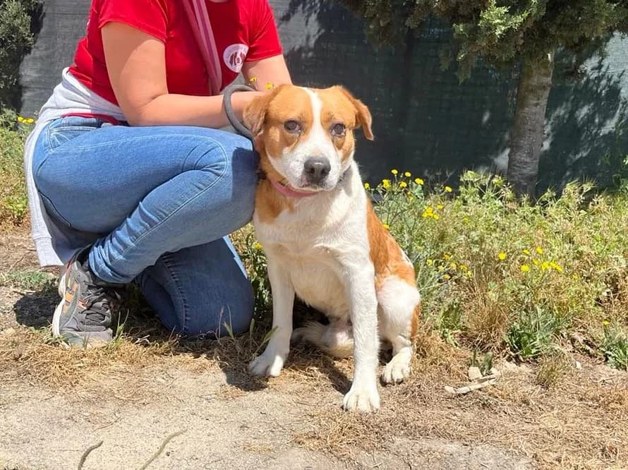 HORTA, Mixed Breed (O Cantinho da Milu)