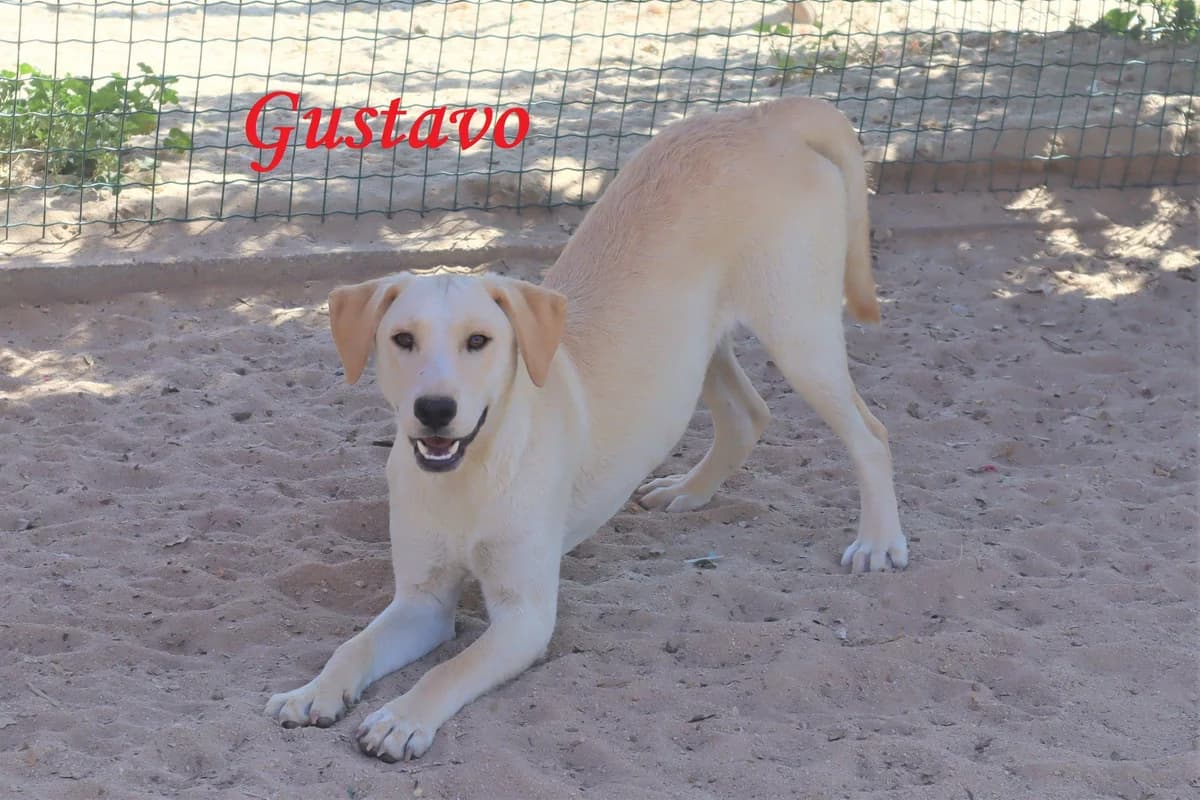 GUSTAVO, Branco male 3yo Labrador Retriever for adoption at O Cantinho da Milu, Lisbon