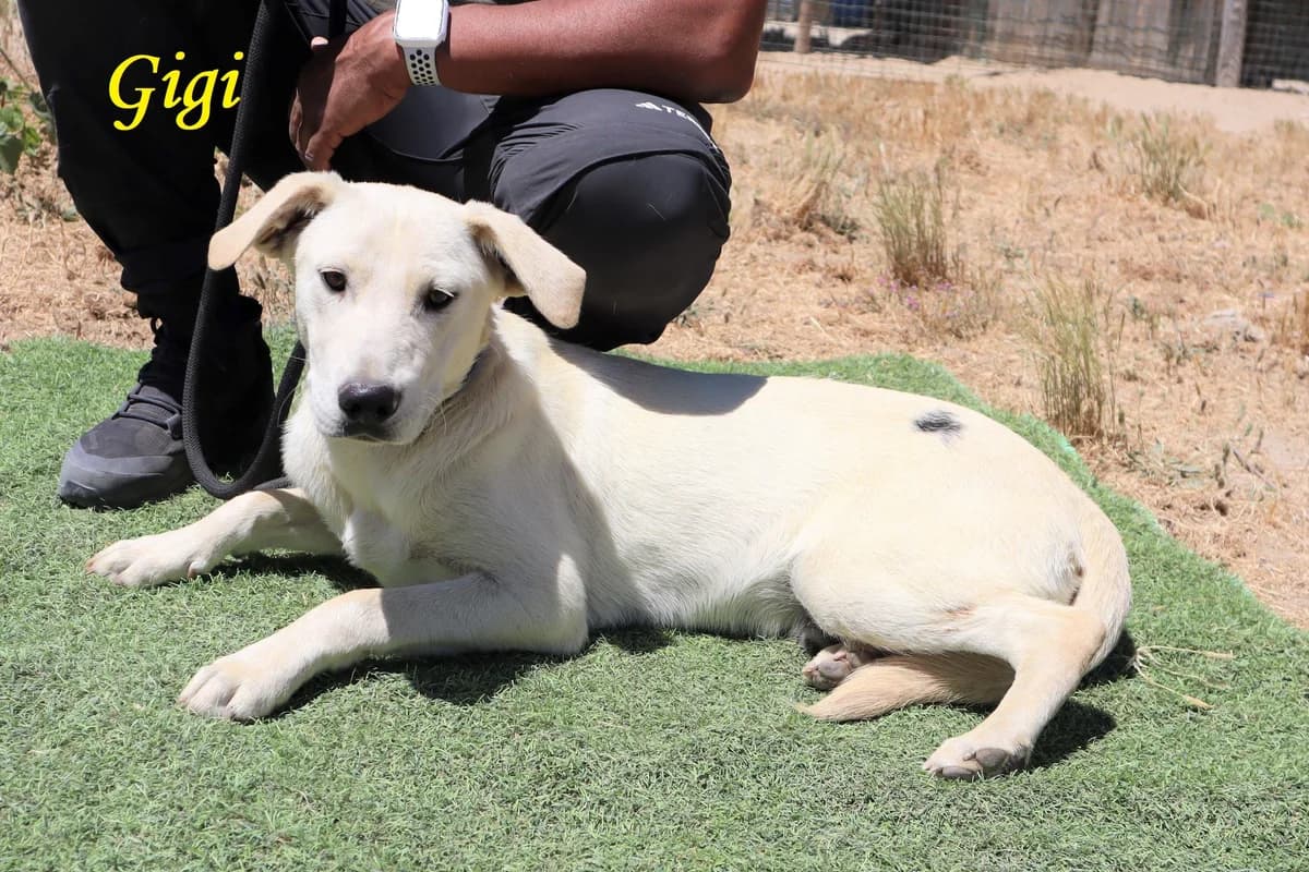 GIGI, Branco male 3yo Labrador Retriever for adoption at O Cantinho da Milu, Lisbon