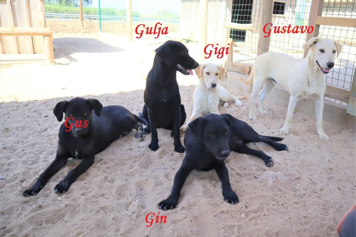 GIN, Labrador Retriever (O Cantinho da Milu)