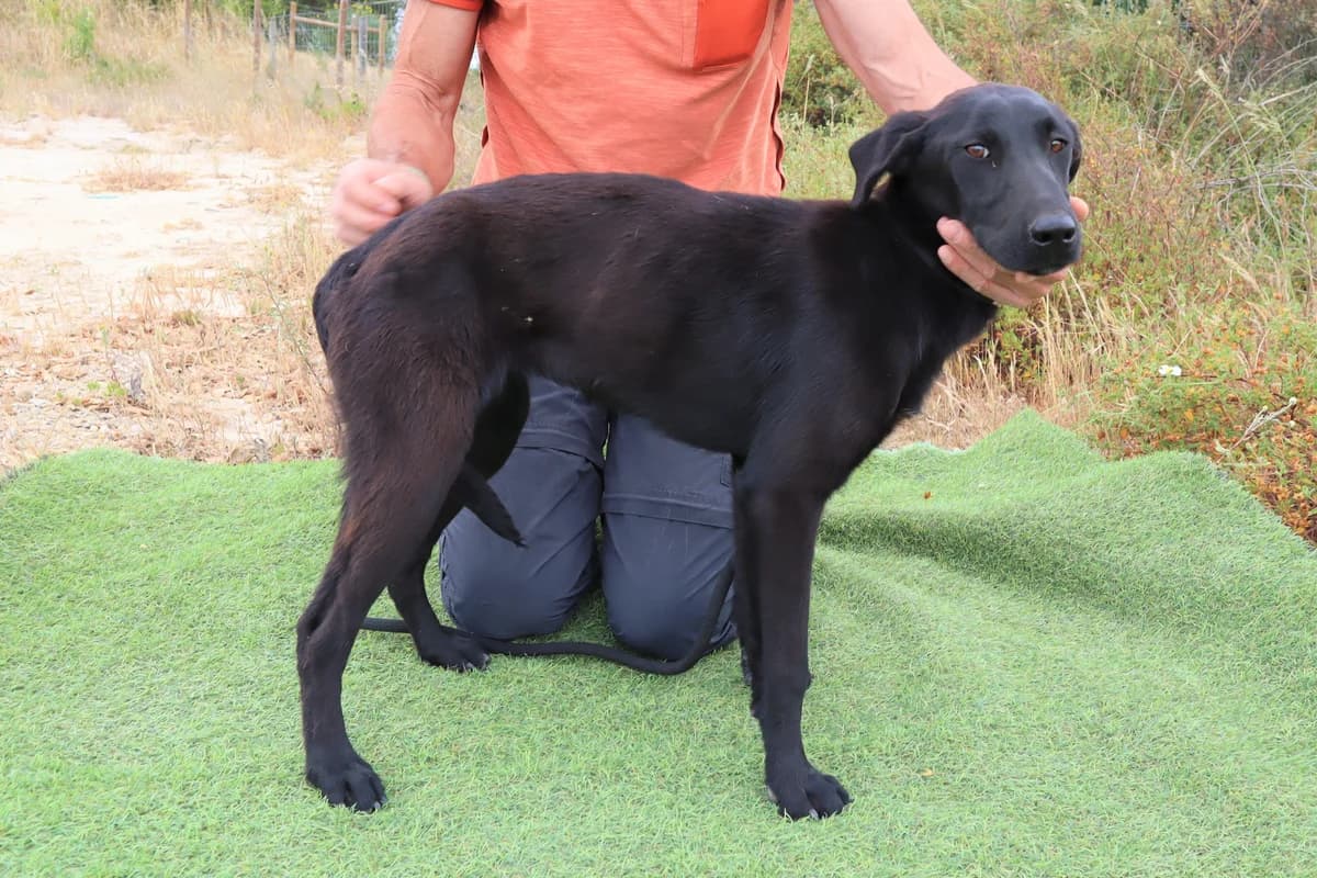 SHURI, Mixed Breed (O Cantinho da Milu)