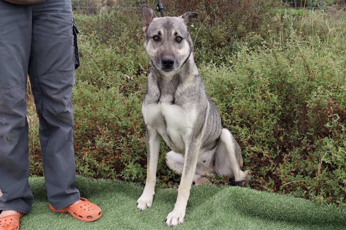 MEIKE, Mixed Breed (O Cantinho da Milu)
