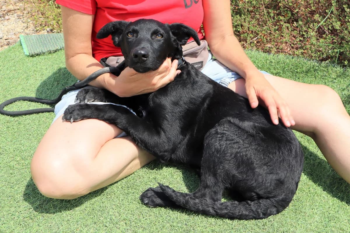 SANTIAGO, Mixed Breed (O Cantinho da Milu)