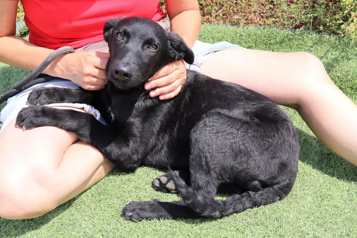 SANTIAGO, Preto male 3yo Mixed Breed for adoption at O Cantinho da Milu, Lisbon