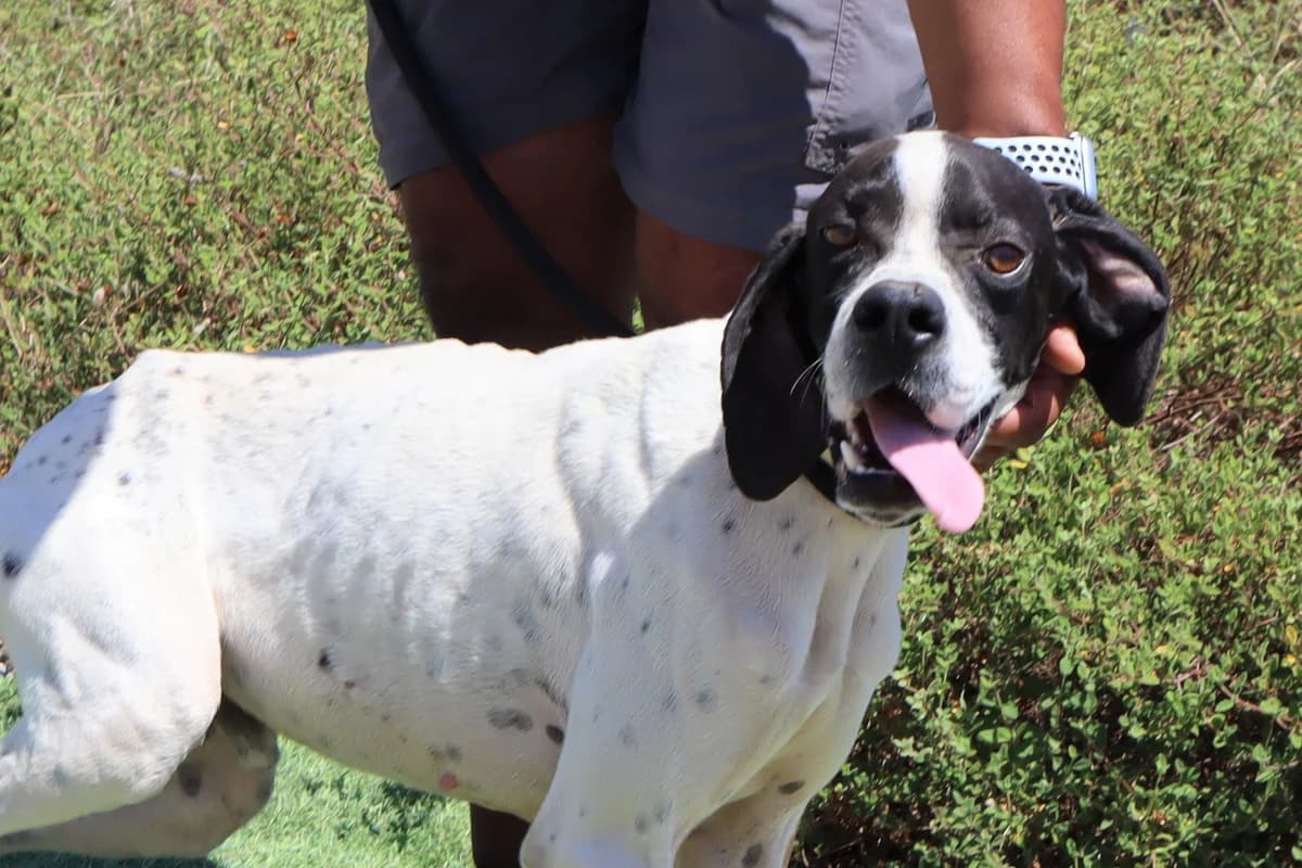 JOKER, Branco e Preto male 6yo mixed breed for adoption at O Cantinho da Milu, Lisbon