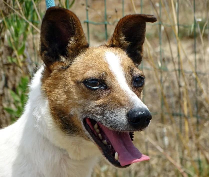 Afonso, male Mixed Breed for adoption at Bianca APS