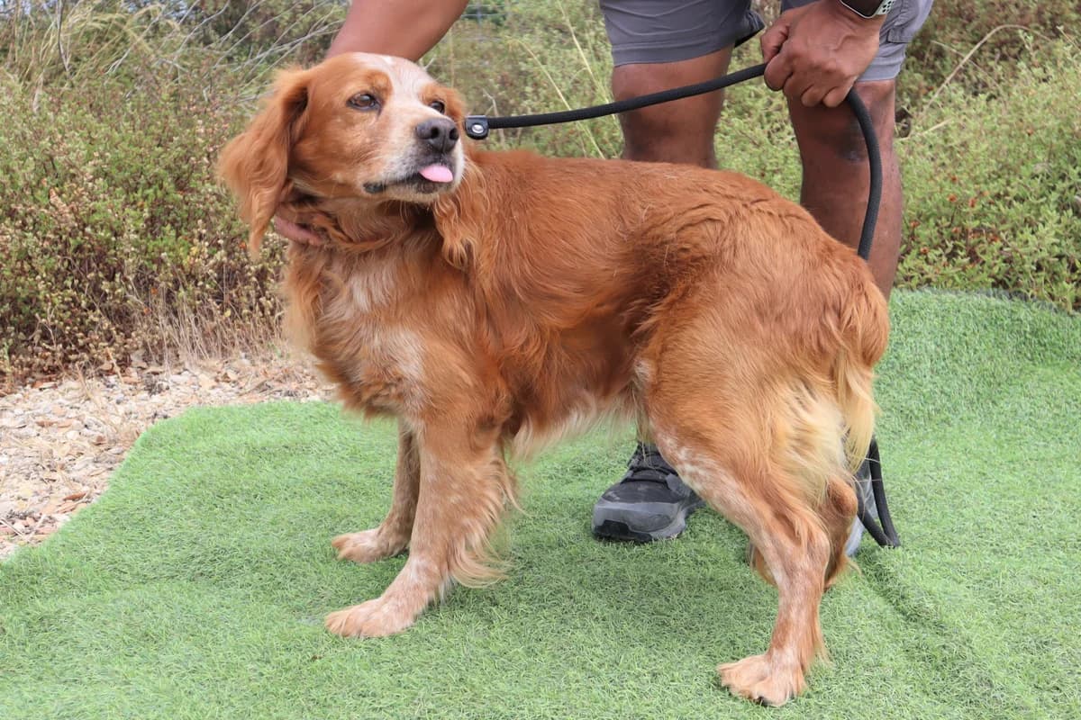 TIGER,  (O Cantinho da Milu)