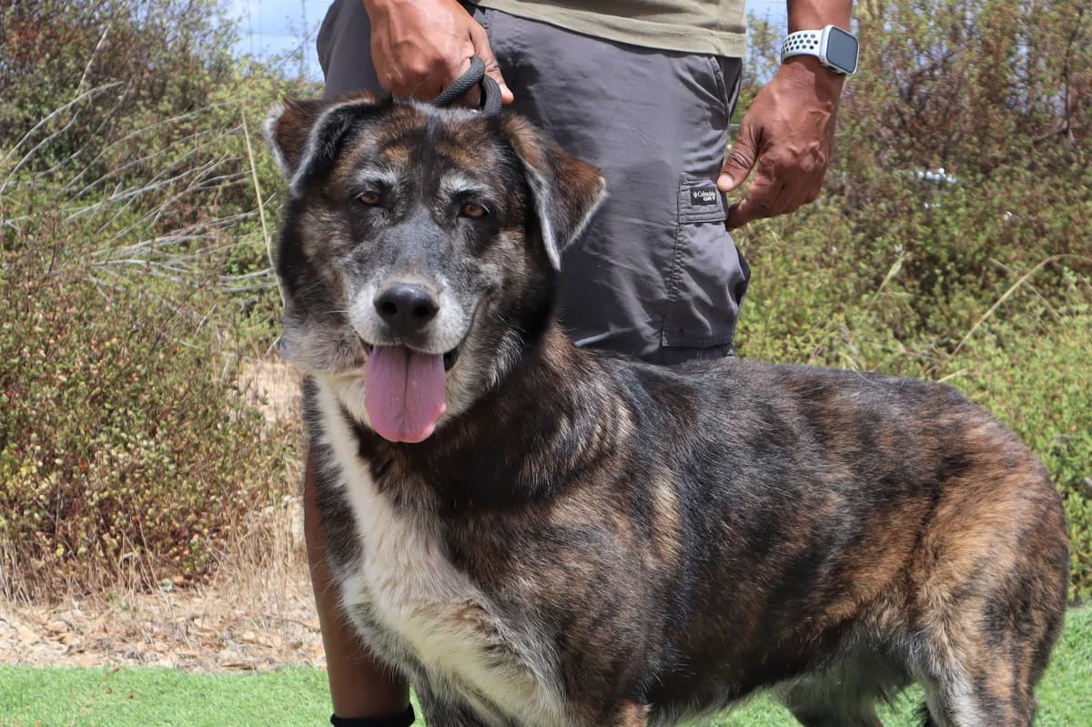 SUSU, Castanho female senior mixed breed for adoption at O Cantinho da Milu, Lisbon