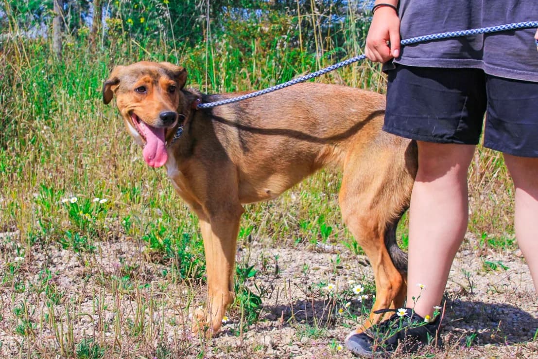 AMANDA, Castanho female 3yo Mixed Breed for adoption at O Cantinho da Milu, Lisbon