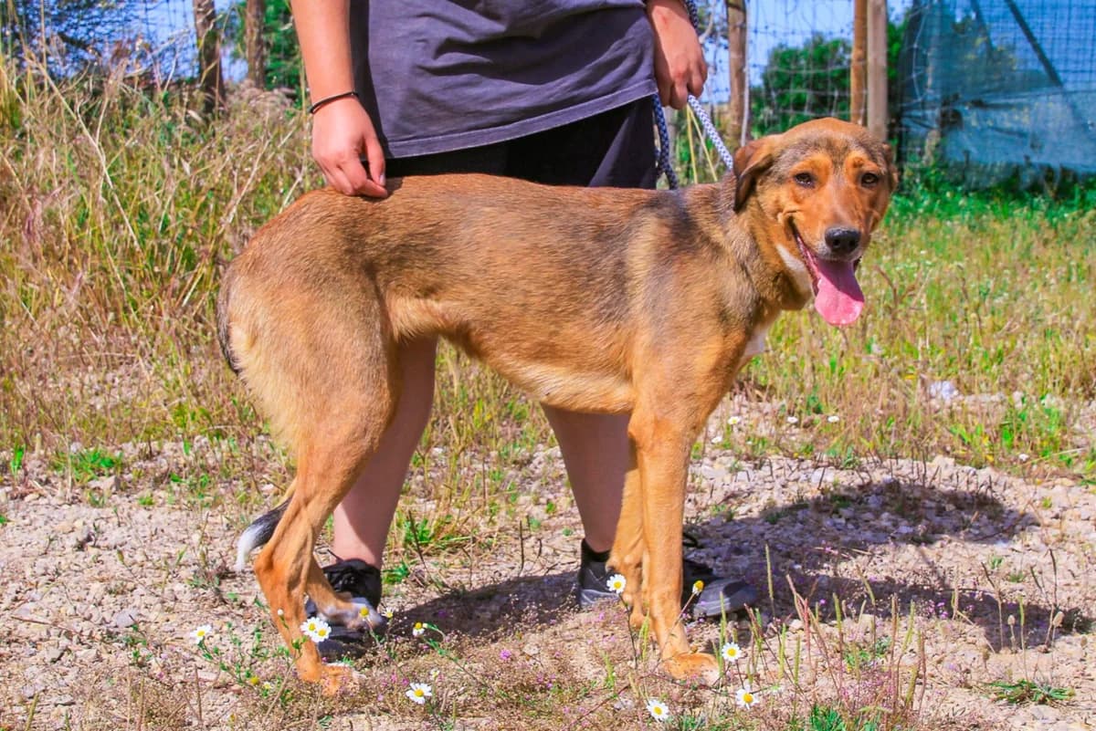 AMANDA, Castanho female 3yo Mixed Breed for adoption at O Cantinho da Milu, Lisbon