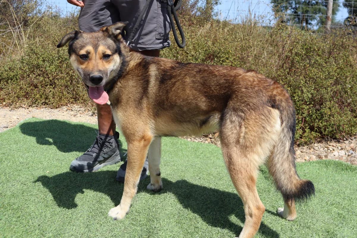 EDDA, Mixed Breed (O Cantinho da Milu)