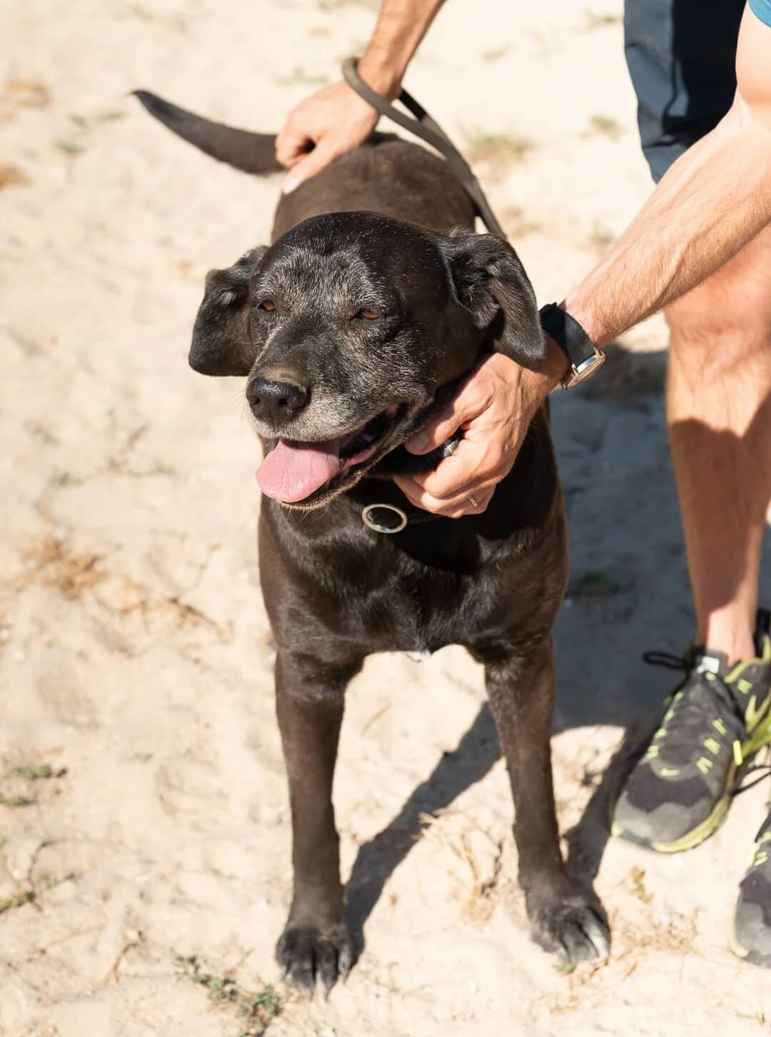 MILLA, Preto female senior Mixed Breed for adoption at O Cantinho da Milu, Lisbon
