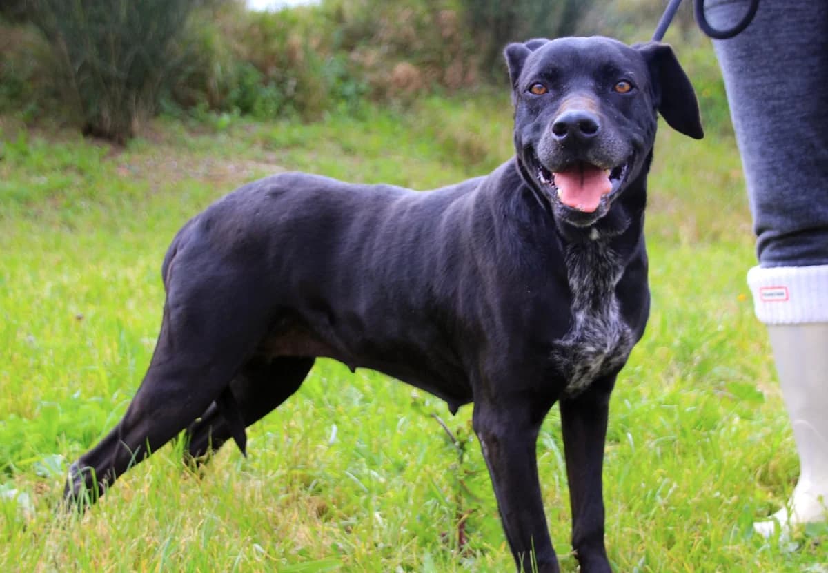 BAREERAH, Preto female senior Mixed Breed for adoption at O Cantinho da Milu, Lisbon