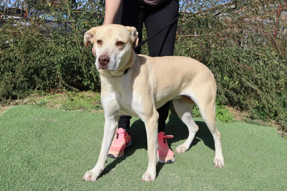 CHARITY, Creme female 4yo Mixed Breed for adoption at O Cantinho da Milu, Lisbon