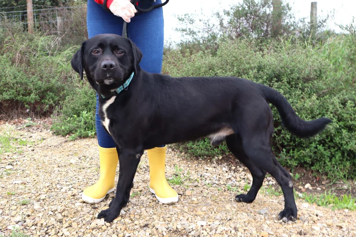 KAYSER, Labrador Retriever (O Cantinho da Milu)