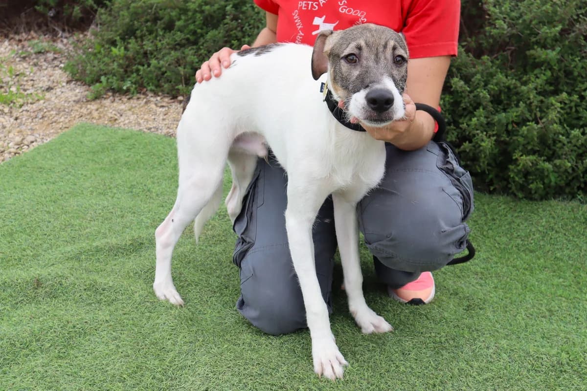 SPOCK, Branco e Castanho male 3yo Mixed Breed for adoption at O Cantinho da Milu, Lisbon