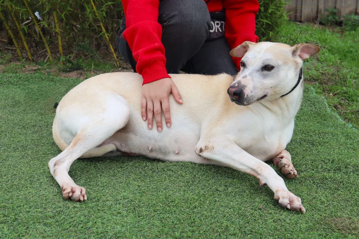 DONNA, Mixed Breed (O Cantinho da Milu)