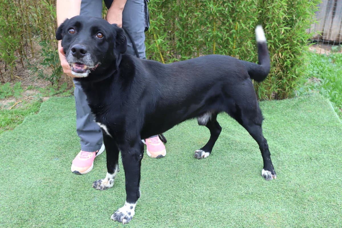 STEFAN, Mixed Breed (O Cantinho da Milu)