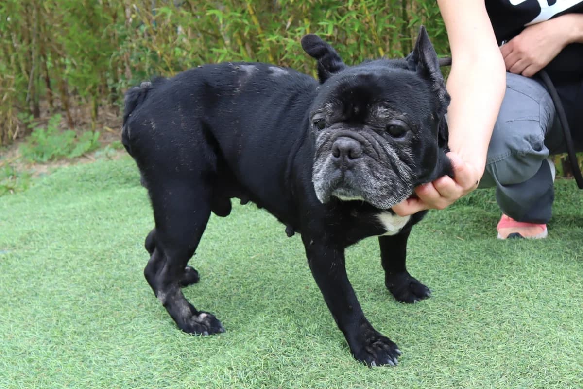 FREDDIE, Preto male senior English Bulldog for adoption at O Cantinho da Milu, Lisbon