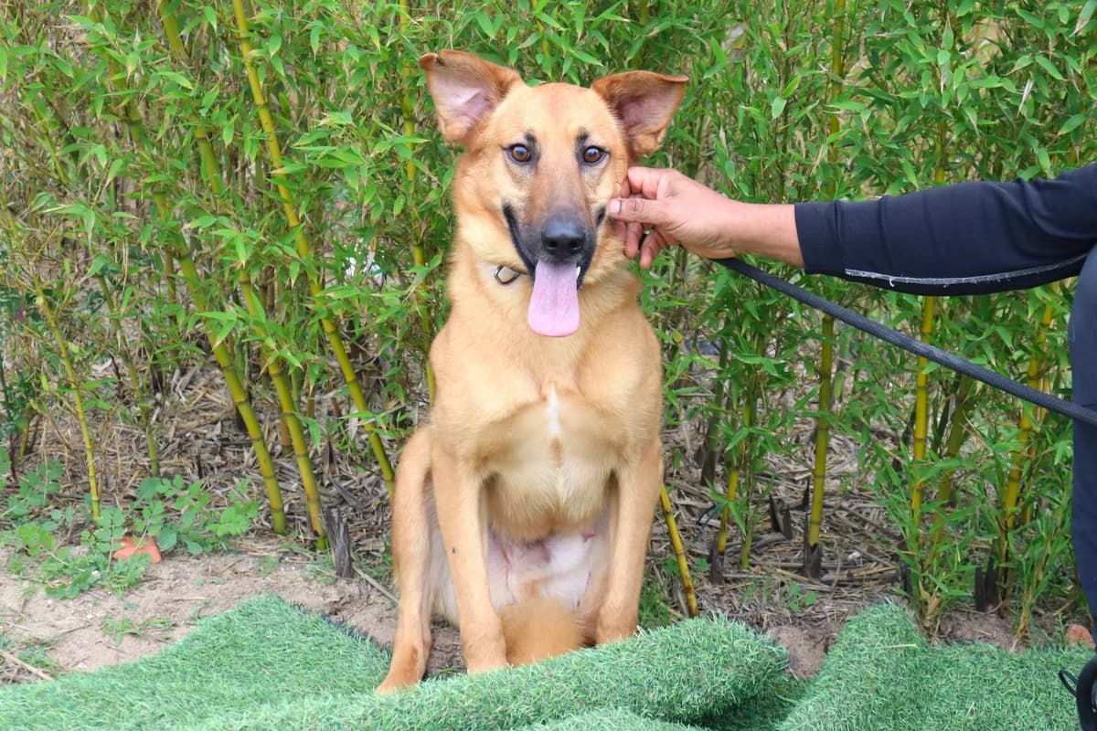 CELLO, Mel Dourado male 7yo Mixed Breed for adoption at O Cantinho da Milu, Lisbon