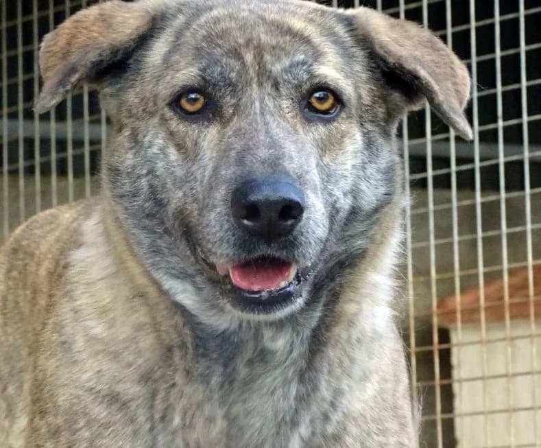Thena, female Mixed Breed for adoption at Bianca APS