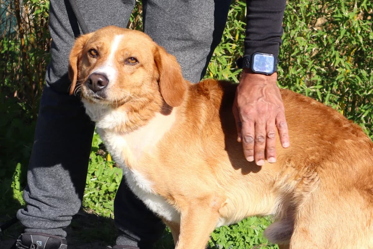 JAMES, Castanho male 7yo Mixed Breed for adoption at O Cantinho da Milu, Lisbon