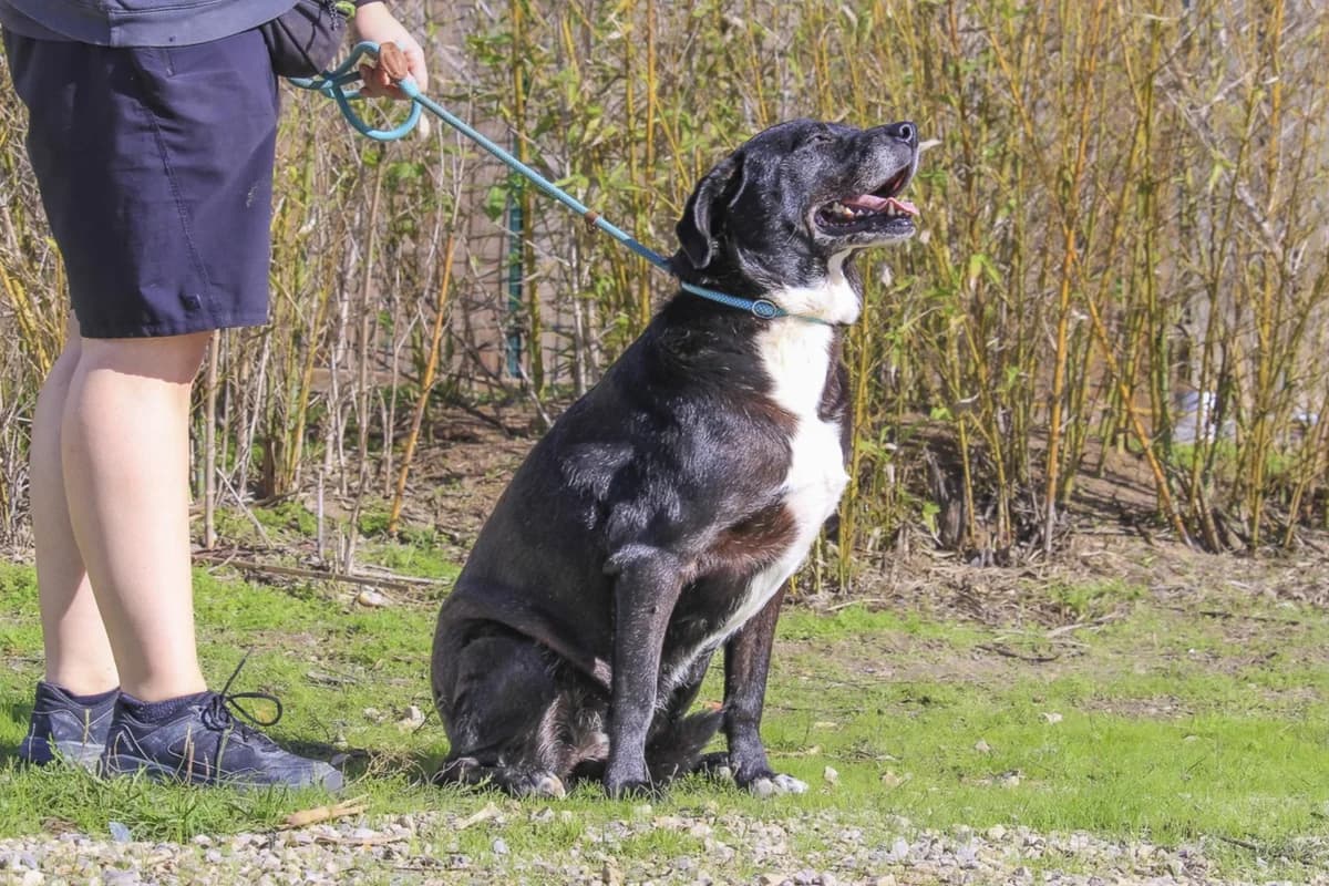 JOSEPHINE, Preto female 7yo Labrador Retriever for adoption at O Cantinho da Milu, Lisbon