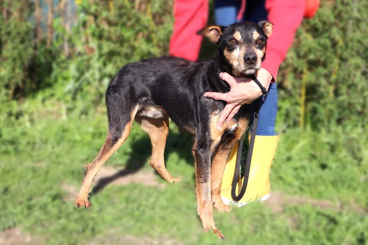 JOE, Preto e Castanho male 7yo Mixed Breed for adoption at O Cantinho da Milu, Lisbon