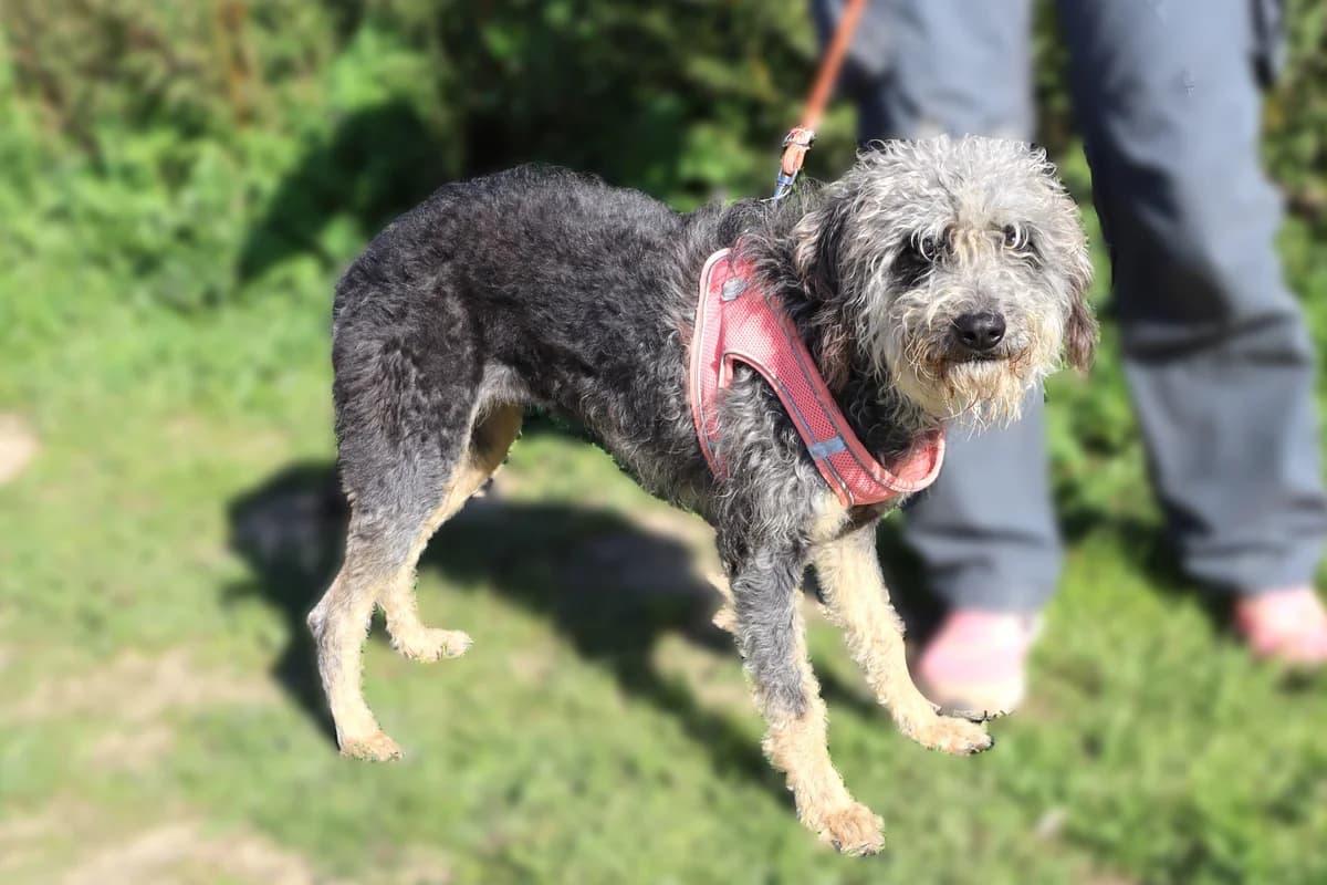 POMPOM, Cinza female 3yo Mixed Breed for adoption at O Cantinho da Milu, Lisbon